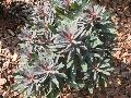 Blackbird Spurge / Euphorbia 